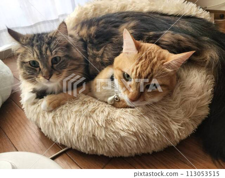 A lying cat A lying cat 113053515