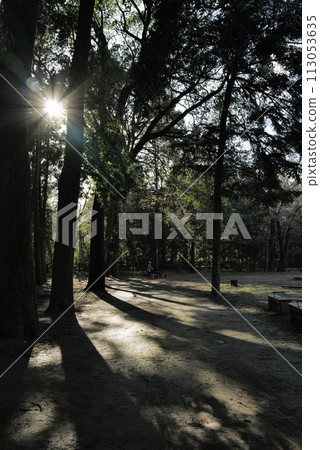 Afternoon sun 113053635