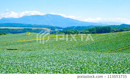 Cabbage field in Tsumagoi Village (viewing Mt. Kusatsu-Shirane) Cabbage field in Tsumagoi Village (viewing Mt. Kusatsu-Shirane) 113053735