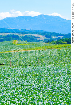 嬬戀村的捲心菜田（眺望草津白根山） 113053736