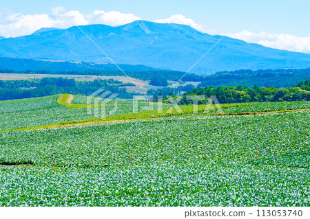 Cabbage field in Tsumagoi Village (viewing Mt. Kusatsu-Shirane) 113053740