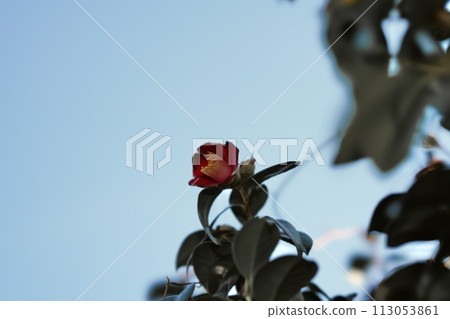 red camellia and blue sky red camellia and blue sky 113053861