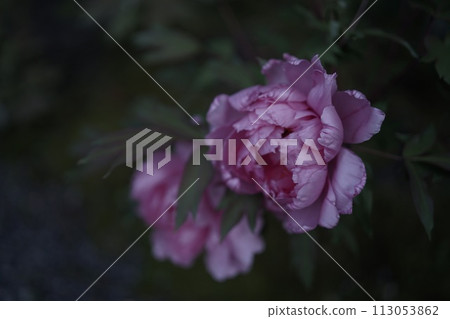 Pink beautiful roses Pink beautiful roses 113053862