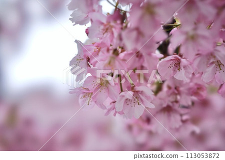 櫻花在春天的陽光下閃耀 櫻花在春天的陽光下閃耀 113053872