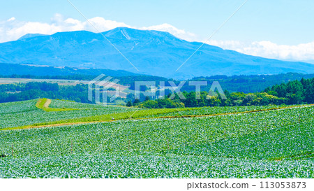 嬬戀村的捲心菜田(眺望草津白根山) 嬬戀村的捲心菜田(眺望草津白根山) 113053873