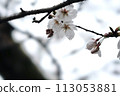 Cherry blossoms in full bloom wet with raindrops 113053881