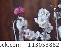 white plum blossom 113053882