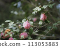 rose flowers starting to bloom 113053883