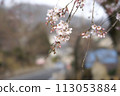 Cherry blossoms in full bloom that herald spring 113053884