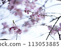 Cherry blossoms shining against the blue sky 113053885