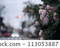 Roses in full bloom coloring the road 113053887