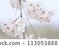 Cherry blossoms in full bloom illuminated by gentle sunlight 113053888