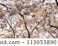 Cherry blossoms in full bloom 113053890