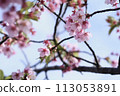 Kawazu cherry blossoms to announce the arrival of spring 113053891