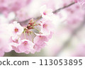 Kawazu cherry blossoms illuminated by the spring sunlight 113053895