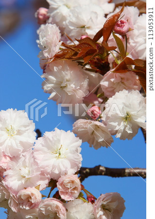 Close-up of double cherry blossoms (Fugenzo) in full bloom [blue sky background] 113053911