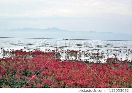 佐賀東瑜珈海岸火雞群火雞草 113053962
