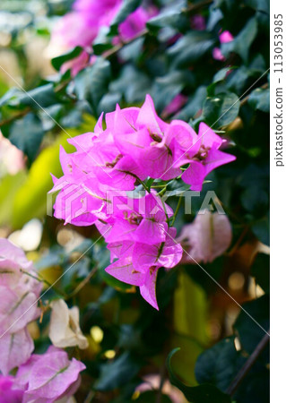 6616 Bougainvillea 6616 Bougainvillea 113053985