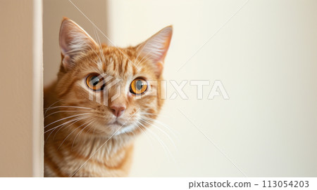 Cute orange cat curious, and looking out, on plain background 113054203