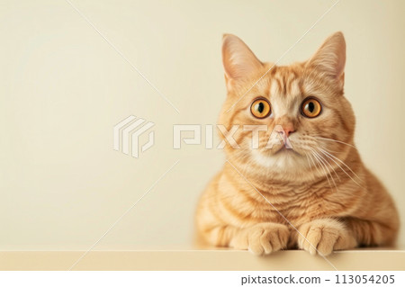 Cute orange cat curious, and looking out, on plain background Cute orange cat curious, and looking out, on plain background 113054205