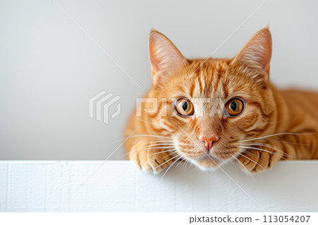 Cute orange cat curious, and looking out, on plain background Cute orange cat curious, and looking out, on plain background 113054207