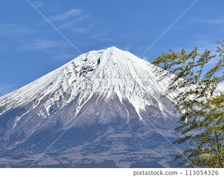 Bamboo and Mt. Fuji 113054326