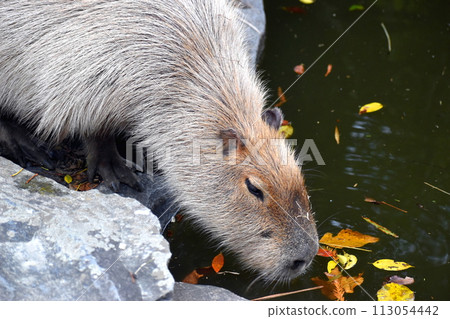 長崎 Nagasaki Biopark 生物 水豚 113054442