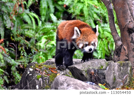 Nagasaki Nagasaki Biopark Animals Red Panda 113054450