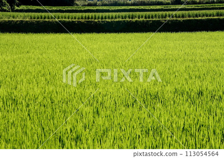 A lush midsummer rice field 113054564