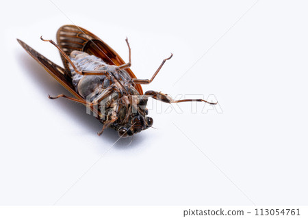 A photo of an upside-down black cicada (male) taken against a white background A photo of an upside-down black cicada (male) taken against a white background 113054761