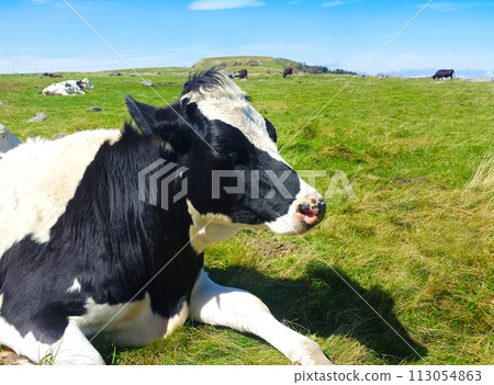 Dairy cow dozing in a warm and cheerful grassland 113054863