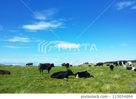 A warm and cheerful spacious grassland and relaxing cows 113054864