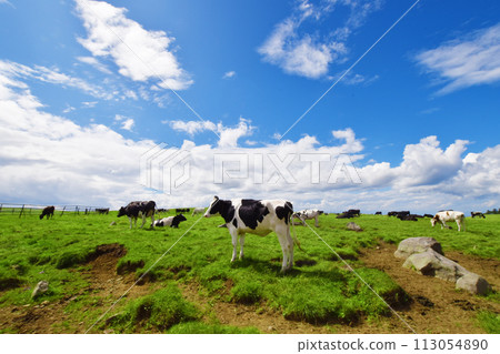 A warm and cheerful spacious grassland and relaxing cows A warm and cheerful spacious grassland and relaxing cows 113054890