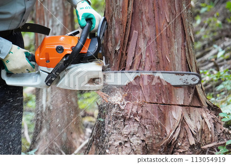 A mountaineer cutting down cypress trees with a chainsaw in the forest 113054919