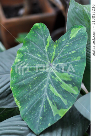 Colocasia esculenta, Lemon Lime Gecko or Colocasia Colocasia esculenta, Lemon Lime Gecko or Colocasia 113055236