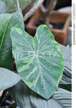 Colocasia esculenta, Lemon Lime Gecko or Colocasia Colocasia esculenta, Lemon Lime Gecko or Colocasia 113055237