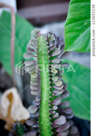 Candelabra plant or Euphorbia or Euphorbia mayurnathanii ,Euphorbia lactea or Euphorbia lacei Craib 113055238