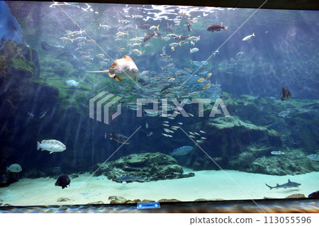 Nagasaki Prefecture Kujukushima Aquarium Umi Kirara Aquarium Nagasaki Prefecture Kujukushima Aquarium Umi Kirara Aquarium 113055596