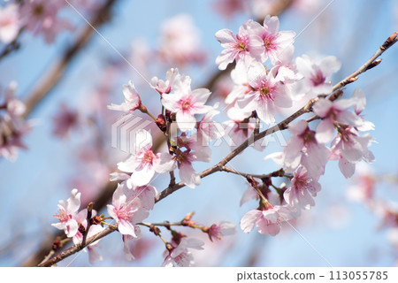 Sakura Keio Sakura 113055785