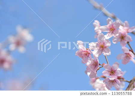 Sakura Keio Sakura 113055788