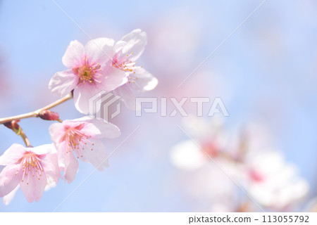 Sakura Keio Sakura Sakura Keio Sakura 113055792