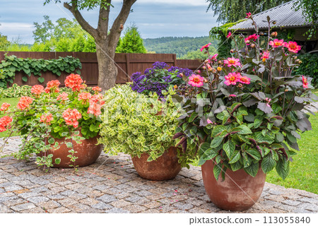 Blooming flowers in flower pots on stone terrace in garden Blooming flowers in flower pots on stone terrace in garden 113055840