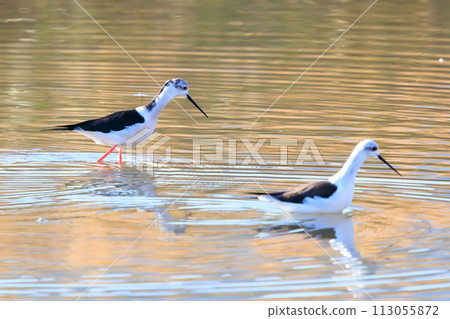 A flock of beautiful black-tailed sandpipers (Ploveriformes) with long red legs. At Tamagawa Rokugobashi Green Area, Ota Ward, Tokyo, Japan. 113055872