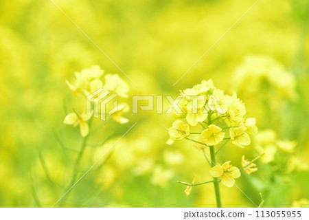 強姦開花 強姦開花 113055955