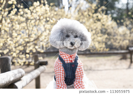 梅花盛開,玩具貴賓犬崩潰 梅花盛開,玩具貴賓犬崩潰 113055975