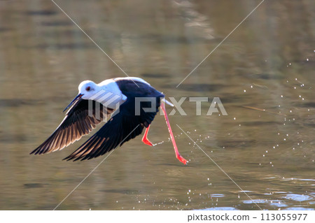 一群美麗的黑翅鷸(Ploveriformes),長著紅色的長腿在飛行。日本東京都大田區玉川六五橋綠地 一群美麗的黑翅鷸(Ploveriformes),長著紅色的長腿在飛行。日本東京都大田區玉川六五橋綠地 113055977