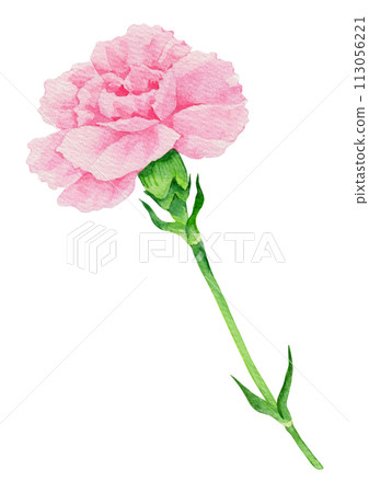 Pink carnation watercolor. 113056221