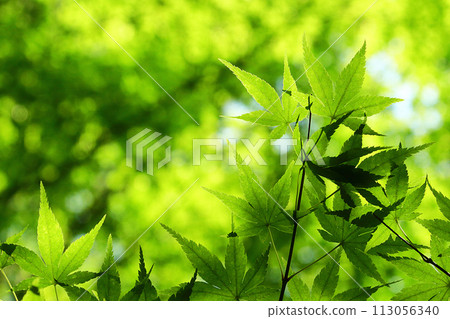 Fresh green maple Fresh green maple 113056340