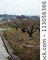 A small persimmon field in a mountainous area 113056366