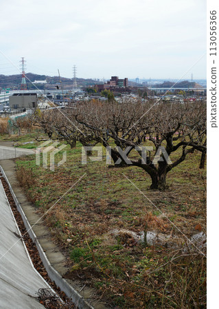 A small persimmon field in a mountainous area 113056366